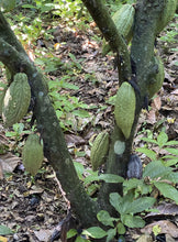 Lade das Bild in den Galerie-Viewer, Zeremonieller Kakao · Atehuàn · El Salvador · (Geschmacksprofil: Datteln, Toffee, Gebrannte Mandeln)